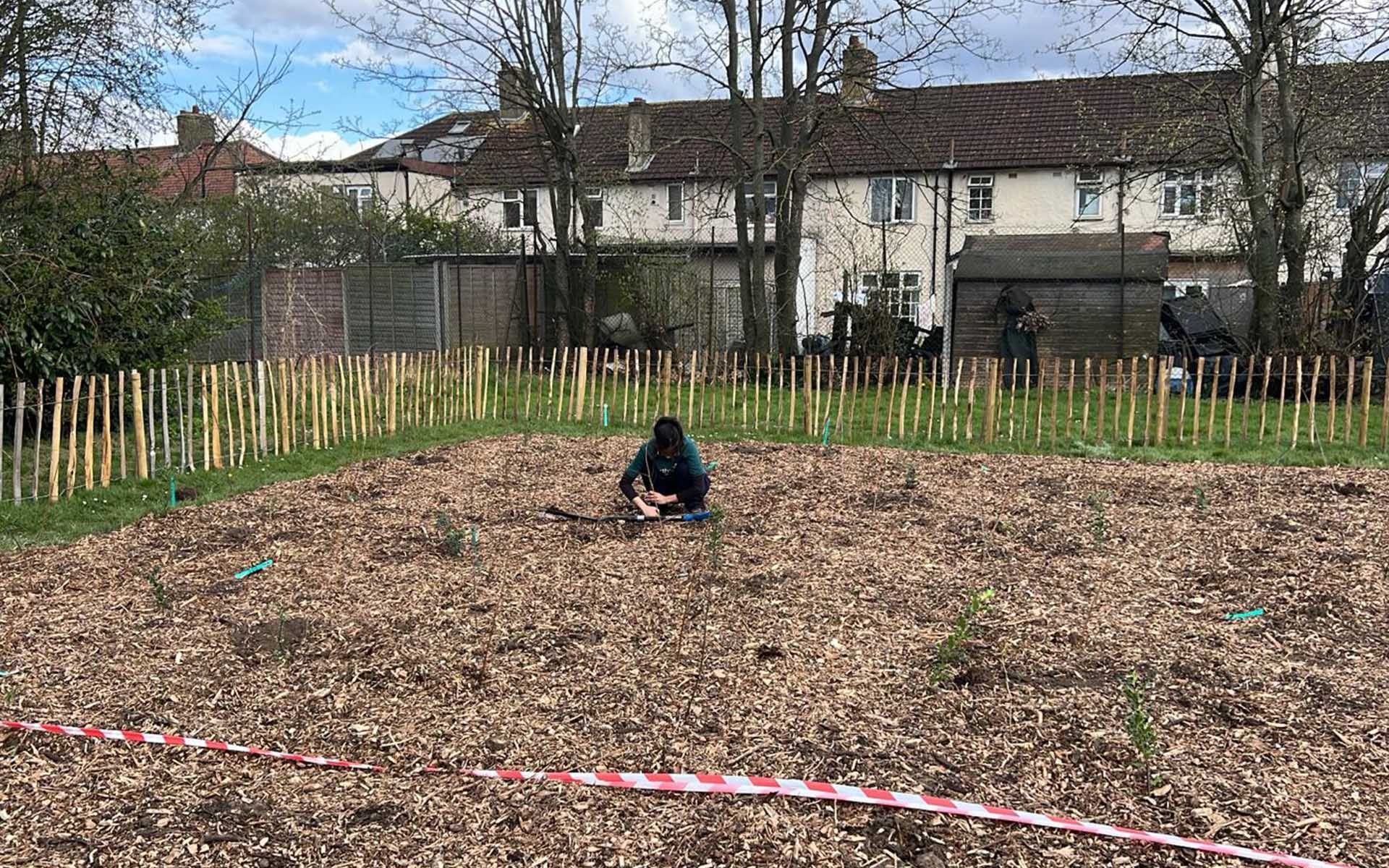 New Road Park Tiny Forest Site