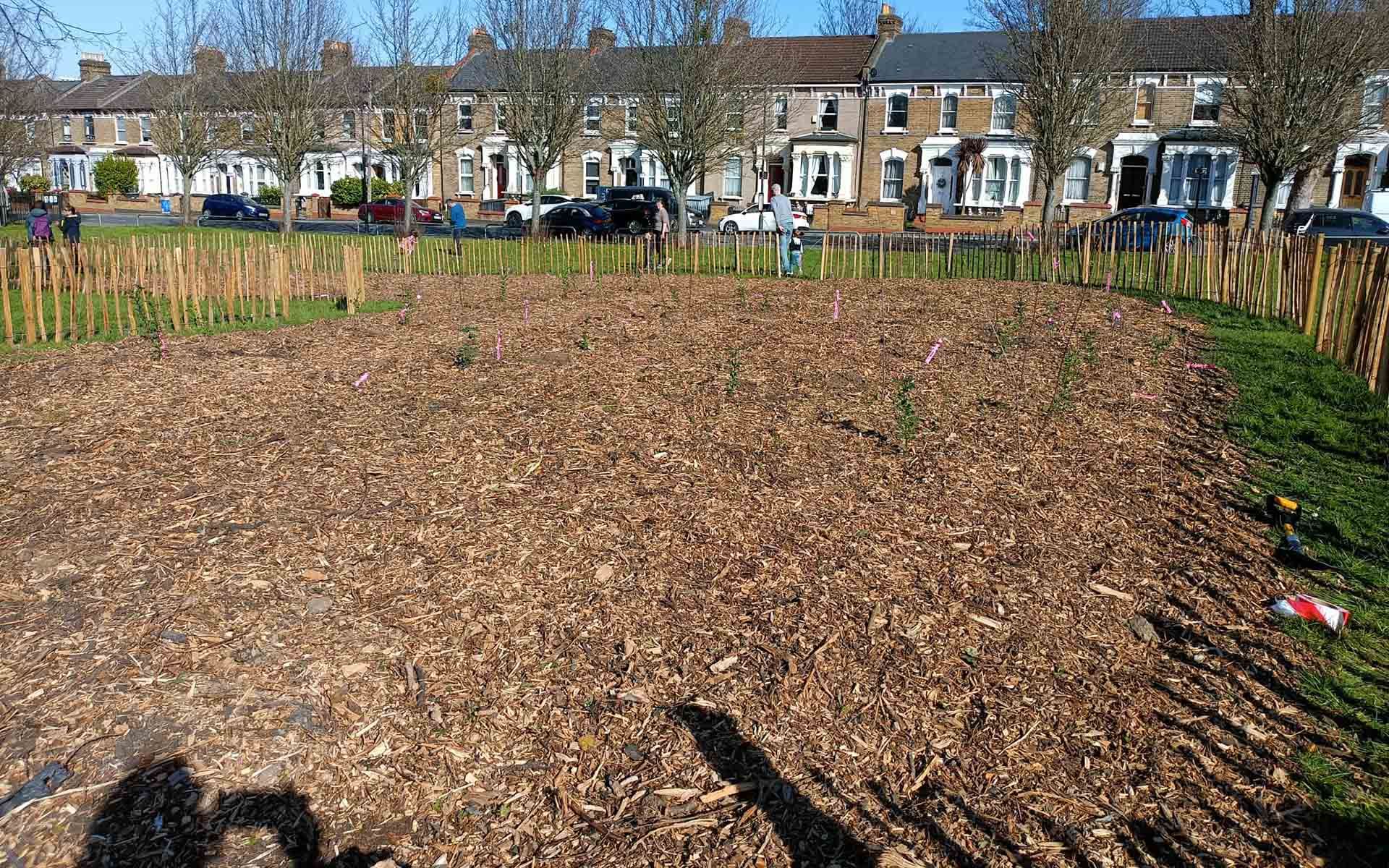 Paignton Park Tiny Forest Site