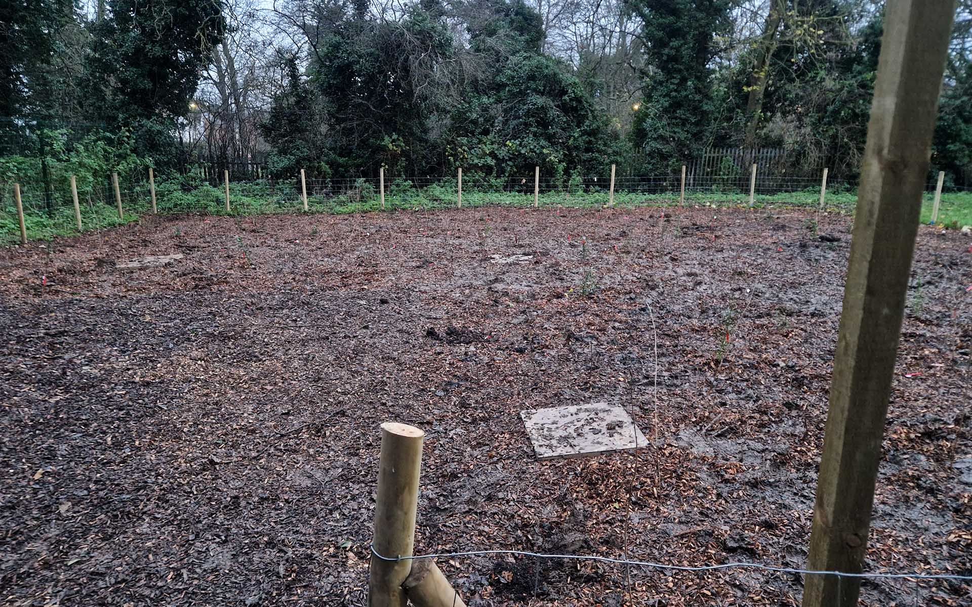 Montrose Primary Tiny Forest Site