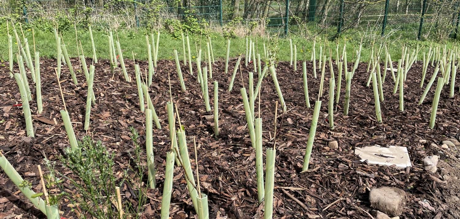 Tiny Trees at Ysgol Bro Alun (Photo Credit: Wrexham Council)