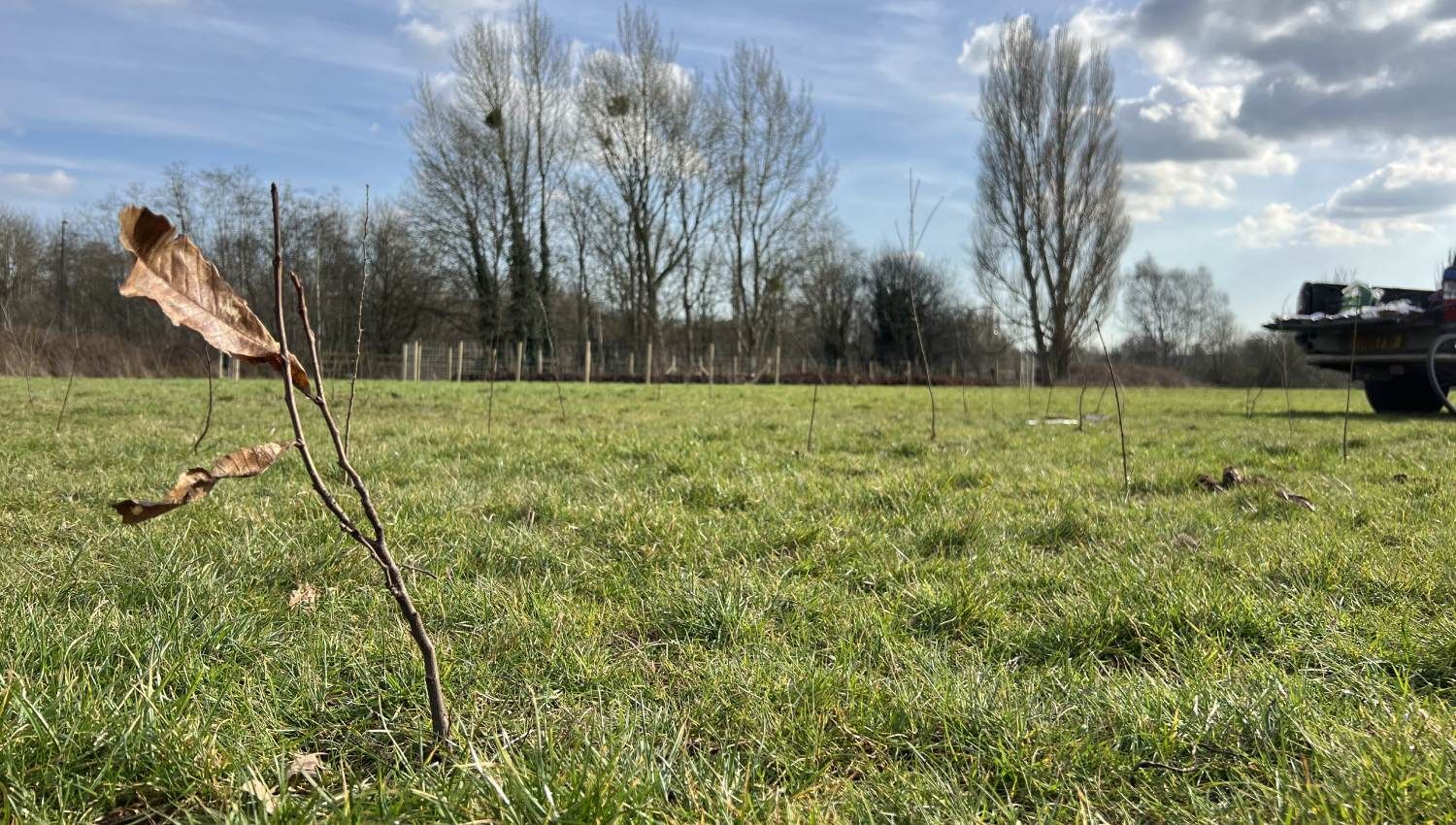 Whitley Common Tiny Forest planted