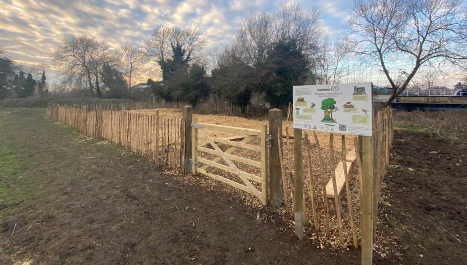 February 2021: The Tiny Forest at Meadow Lane is planted (Photo credit Earthwatch Europe)
