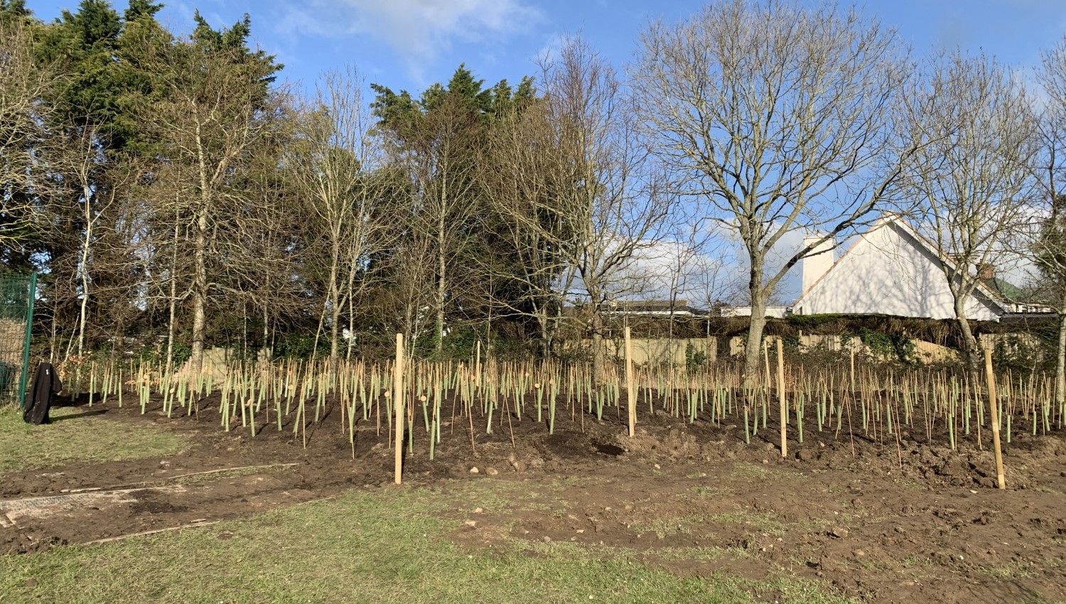 February 2021: Jersey's first Tiny Forest is planted (Photo credit: Jersey Government)