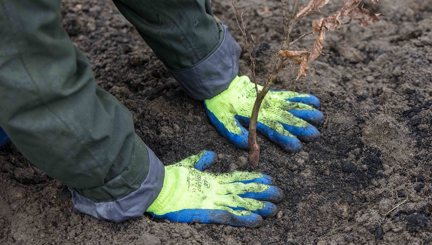 March 2021: Planting the saplings (Photo credit Keith Kinghorn)