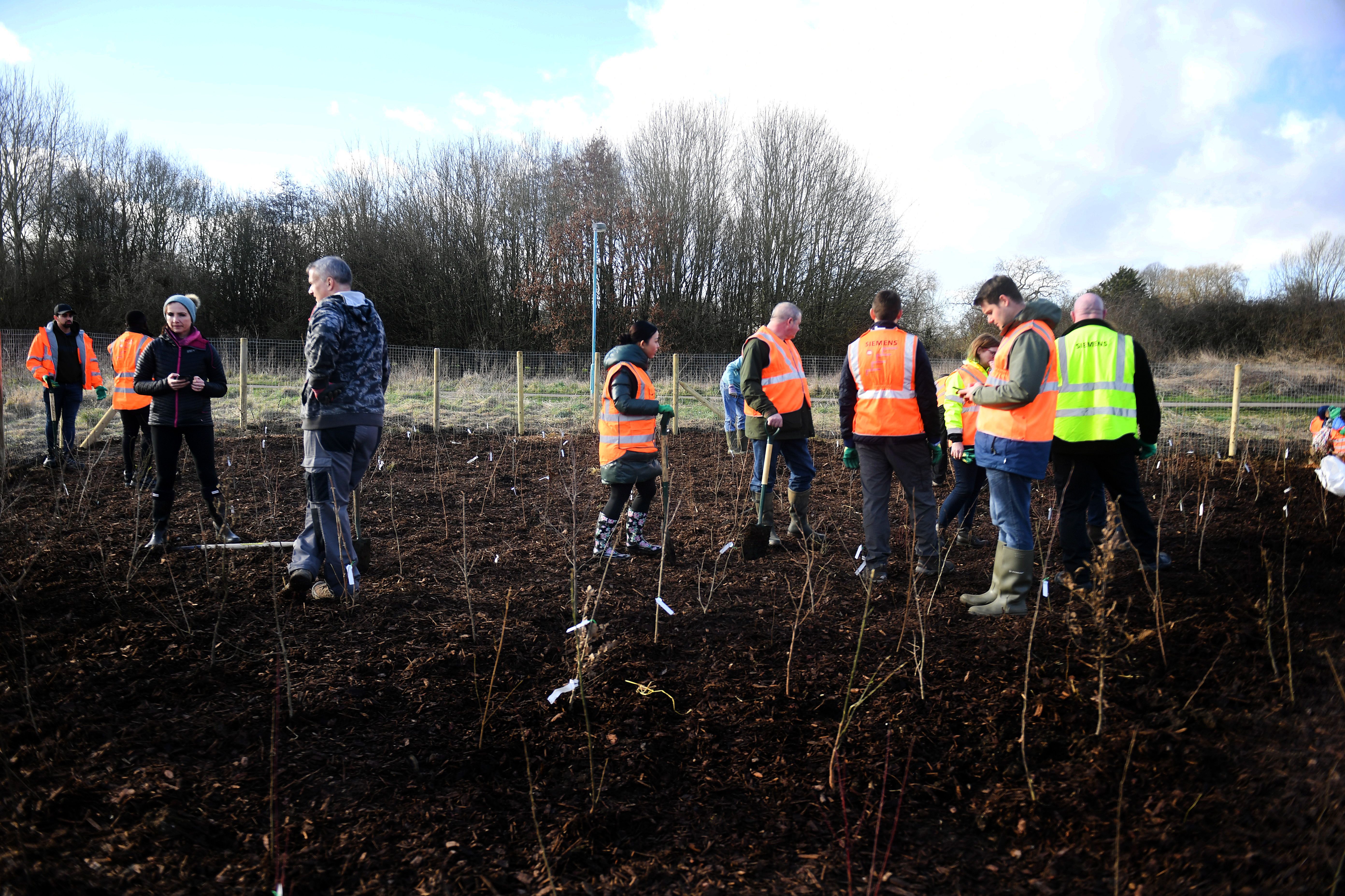 The Monkton Park Tiny Forest is planted. Photo Copyright Chippenham Town Council