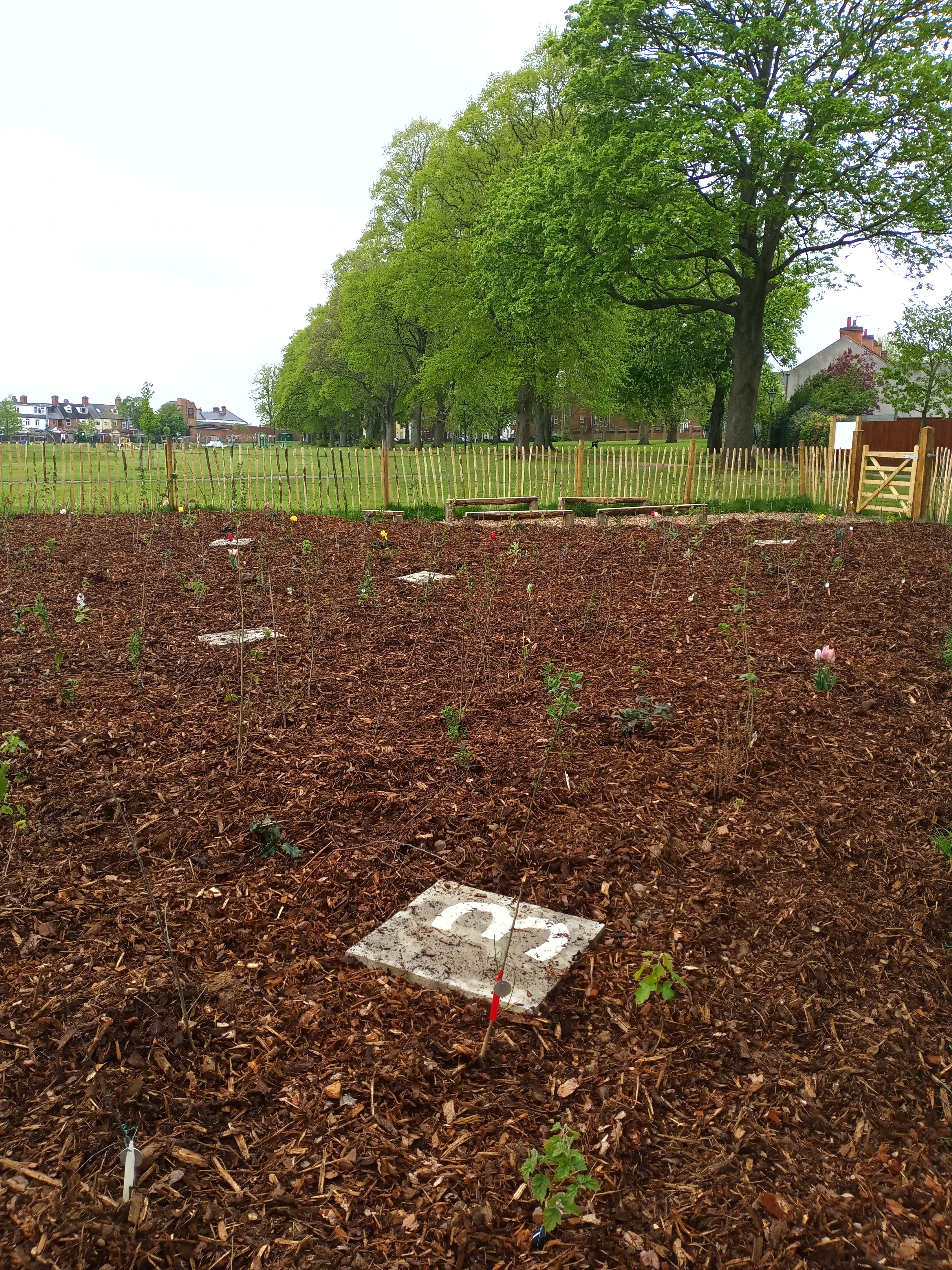 Queen's Park Tiny Forest. Photo Credit Tiny Forest Tree Keeper