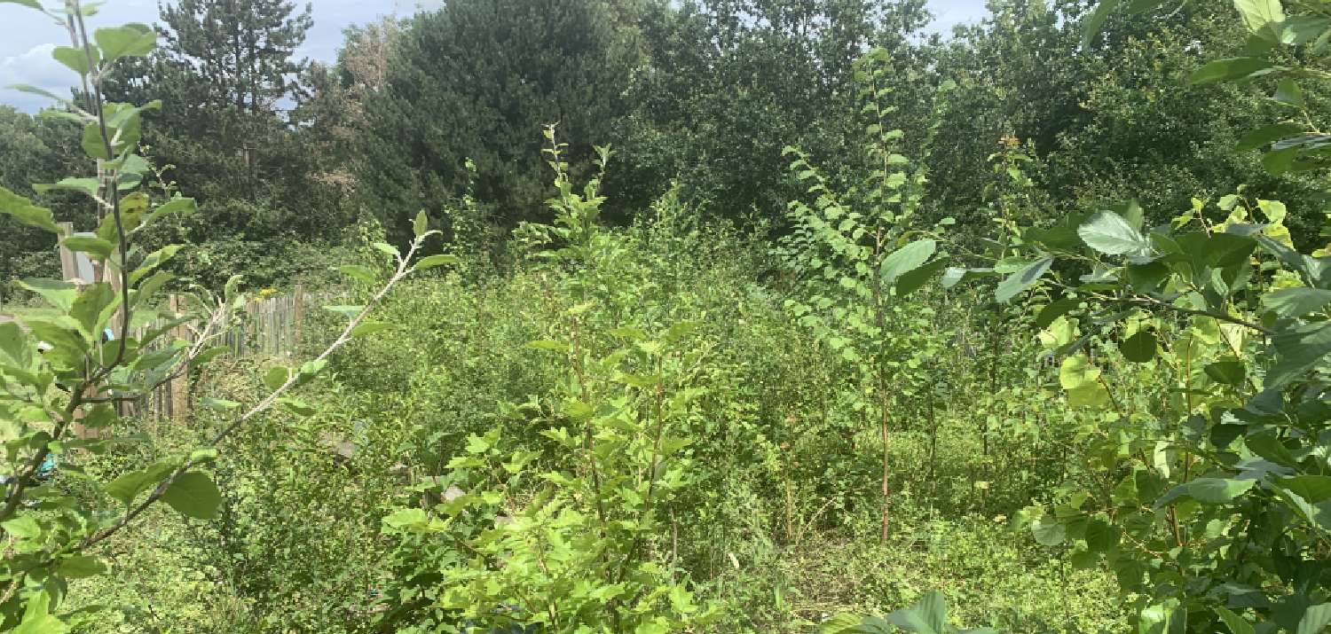 July 2023: a green Tiny Forest at Foxwell Drive (credit: Earthwatch Europe)