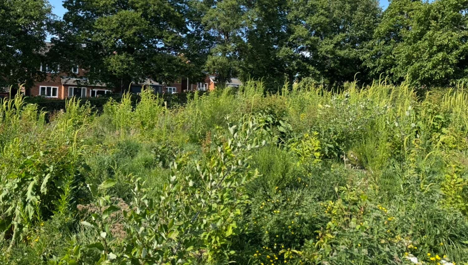 Tiny Forest growth on the 6th June 2025