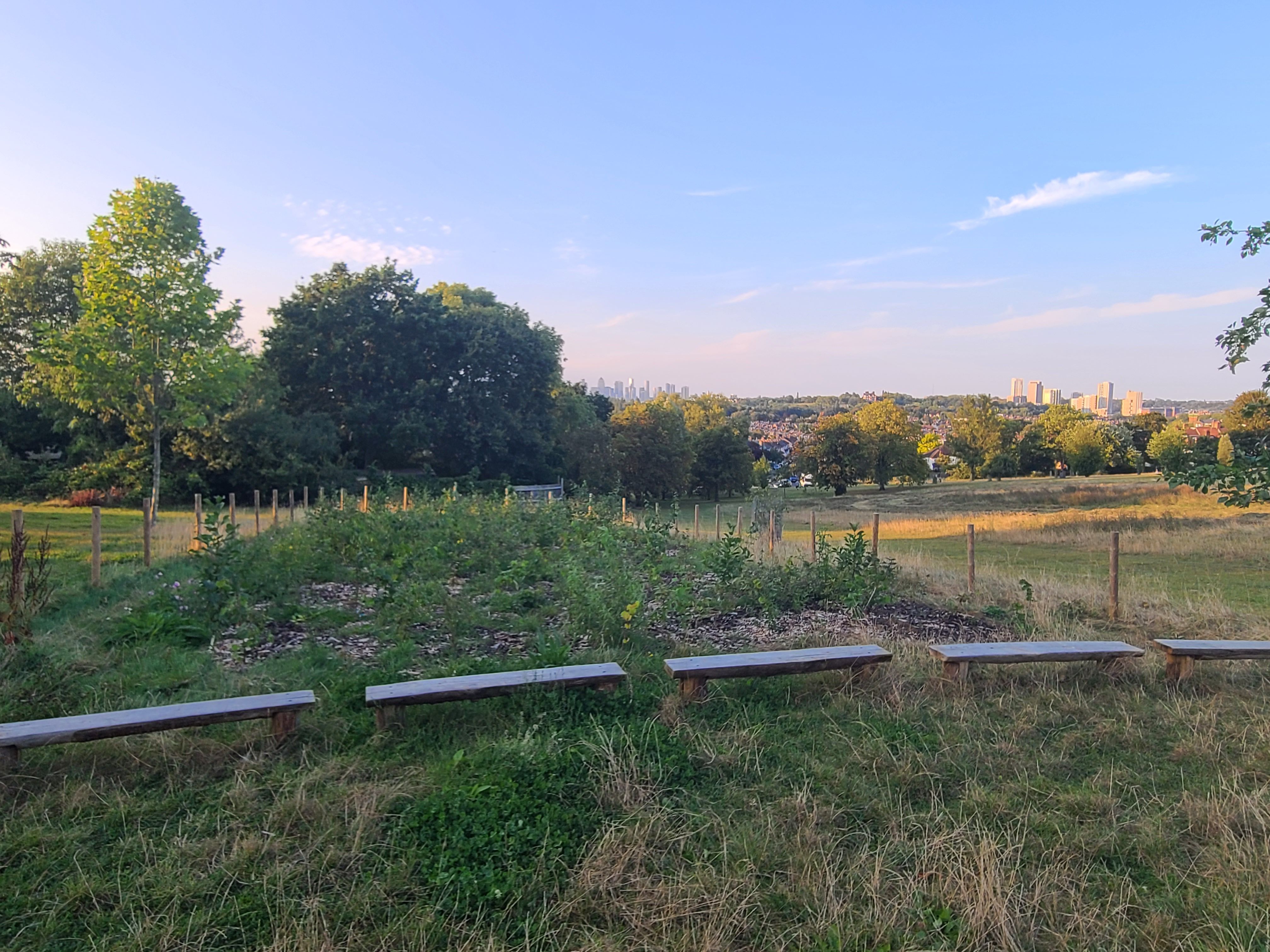 Summer Evening at the Tiny Forest August 2024 photo credit to Heather Taylor