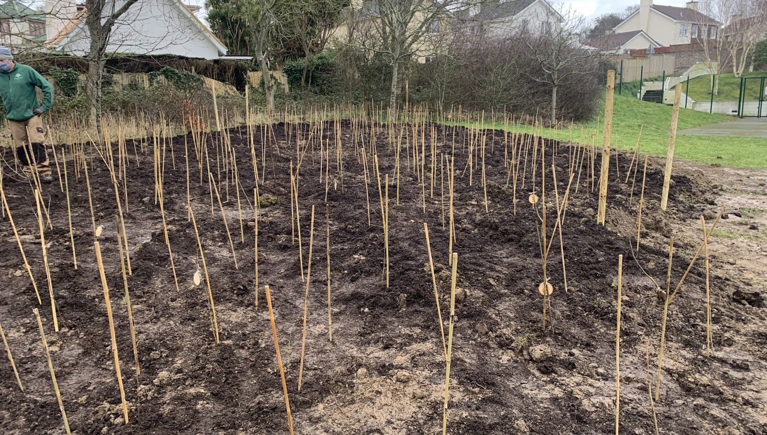 February 2021: Saplings planted (Photo credit: Jersey Government)