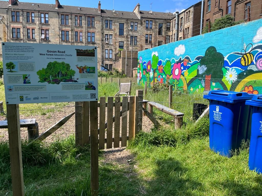 June 2023: Glasgow's fourth Wee Forest is thriving in the sunshine.