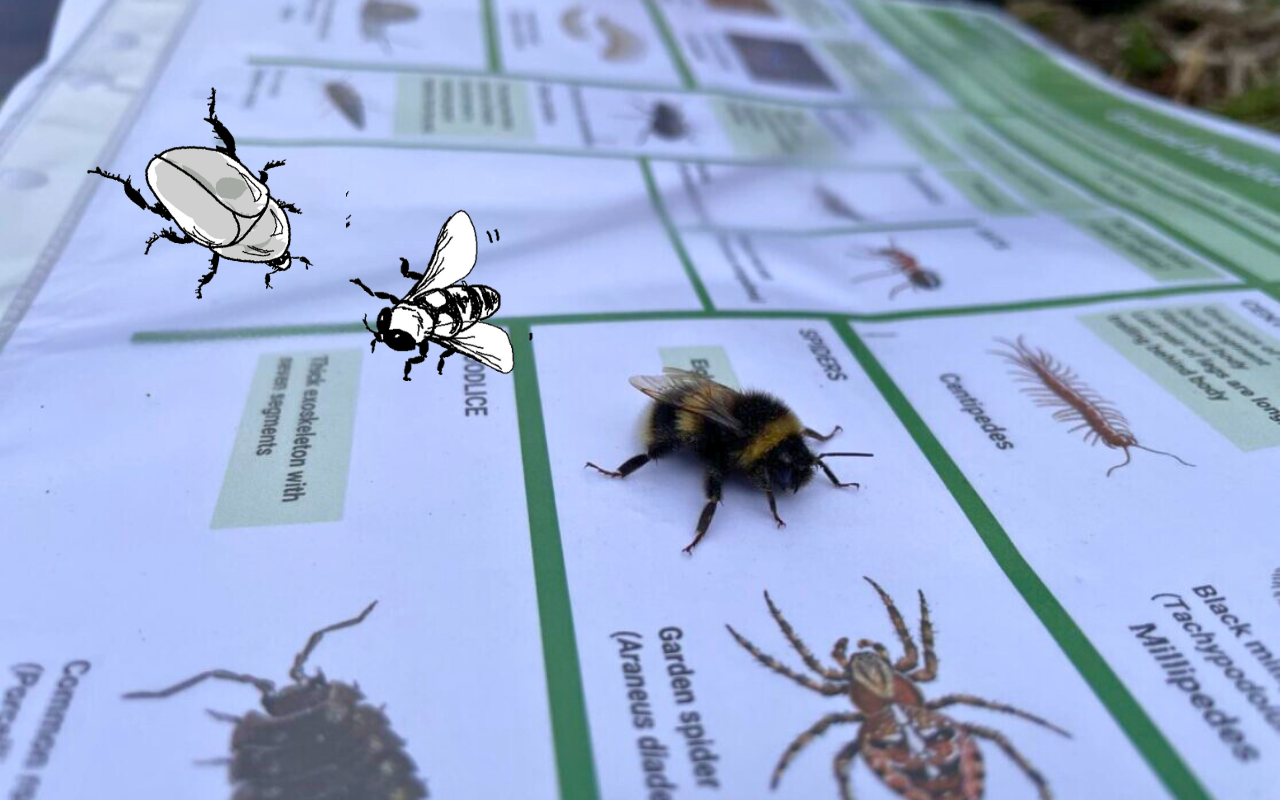 Action for nature: bumblebee landed on a data sheet