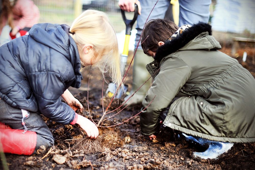 The Monkton Park Tiny Forest is planted. Photo Copyright Chippenham Town Council