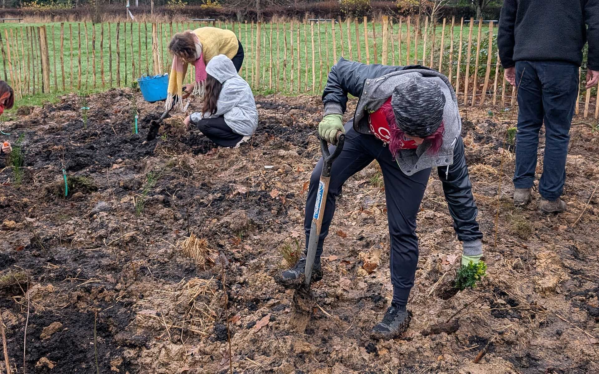 Hanger Hill Park Tiny Forest adult planting saplings