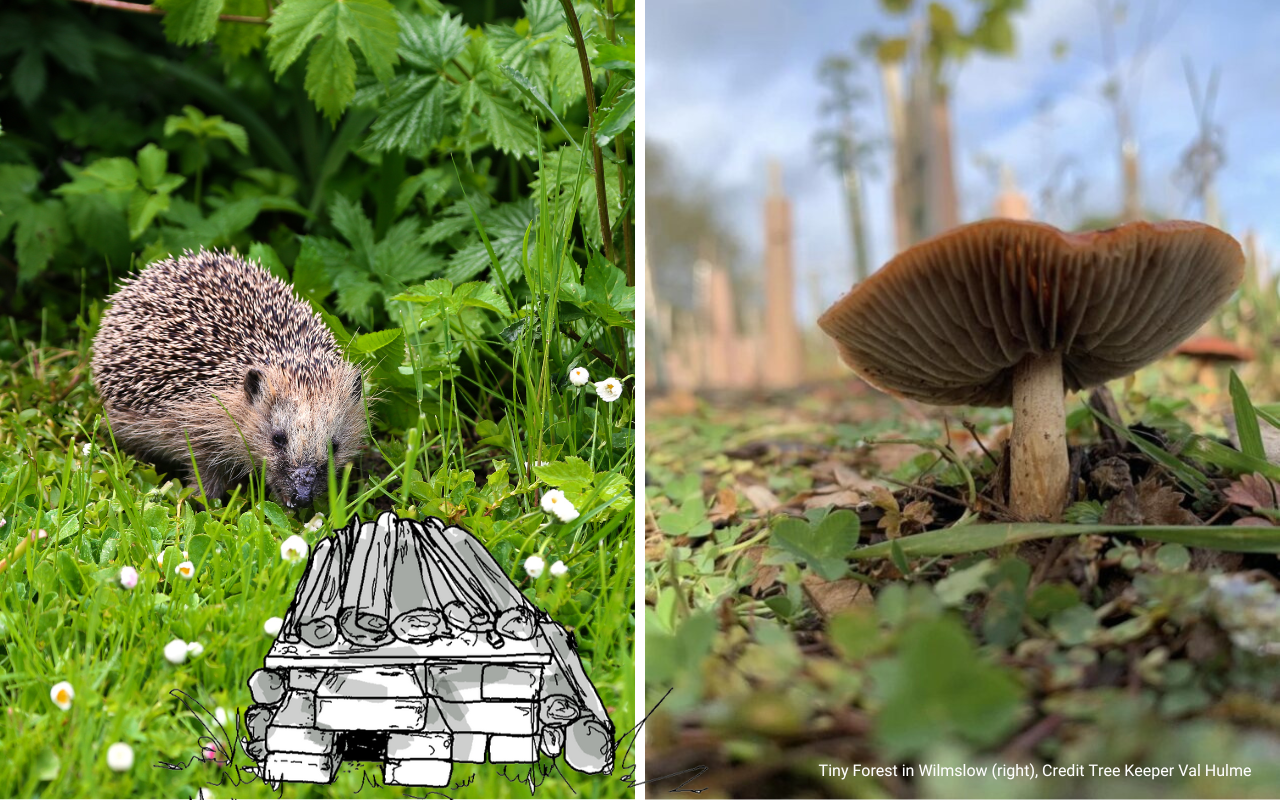 Action for nature: hedgehog house in Tiny Forest, Tiny Forest mushrooms