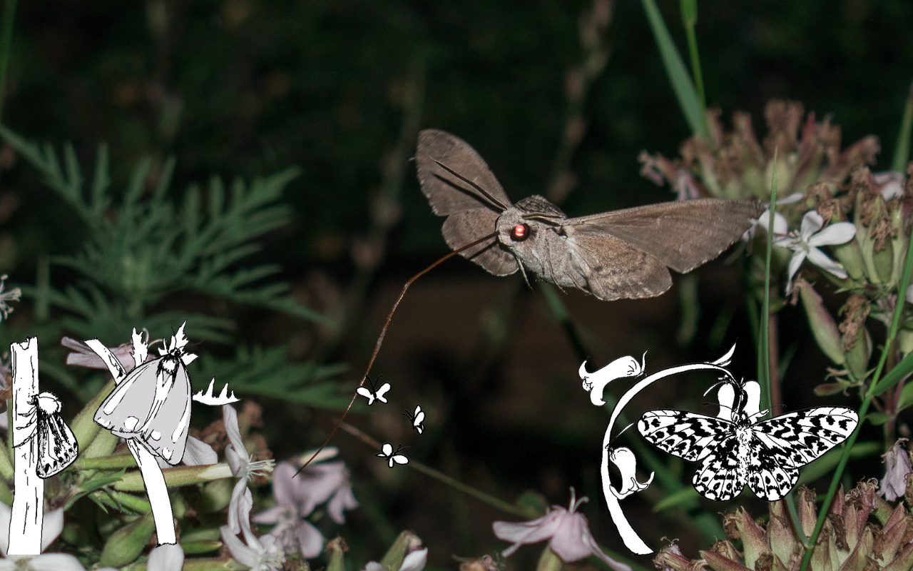 Action for nature: night flying moth drinking nectar