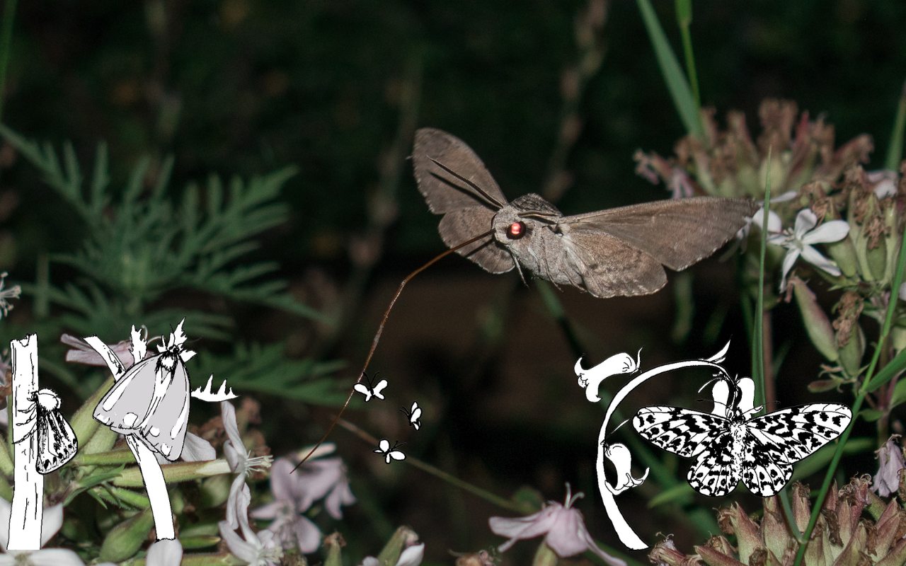 Aktion für die Natur: nachtaktiver Schmetterling trinkt Nektar