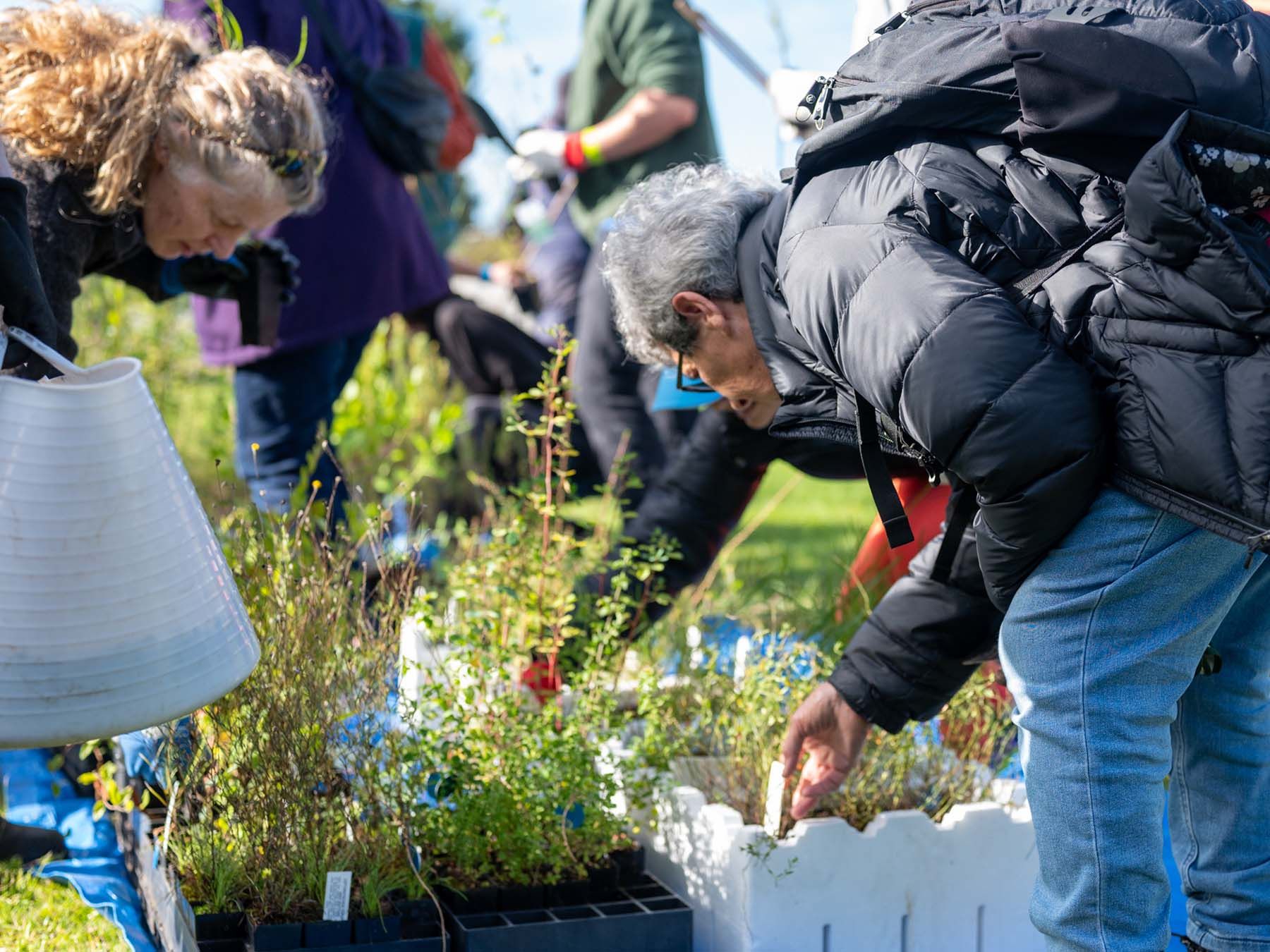 Campbelltown Tiny Forest community planting day