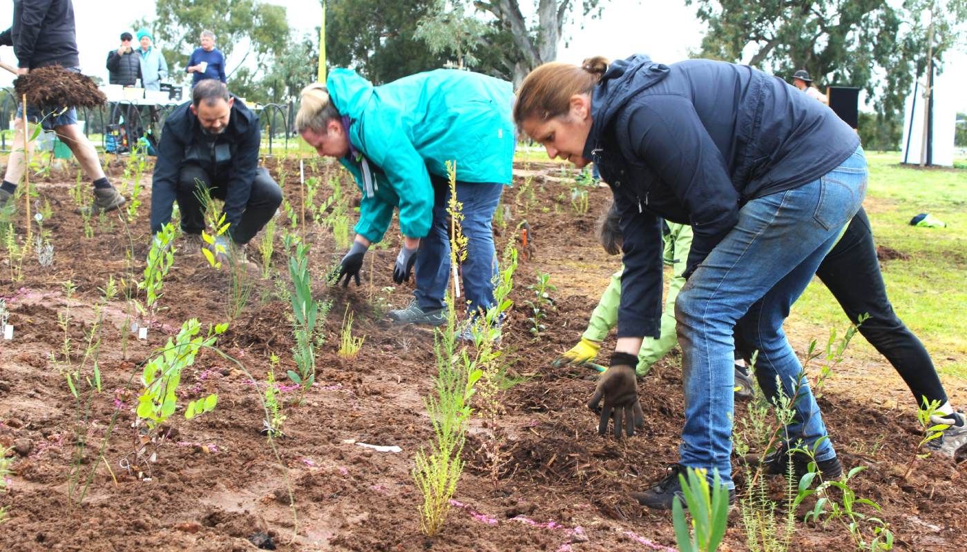 Volunteers planting saplings