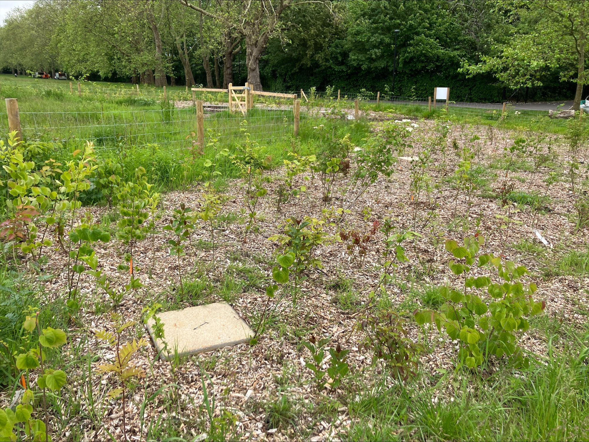 Peckham Rye Park and Common Tiny Forest. June 23 - Photo Credit Southwark Council