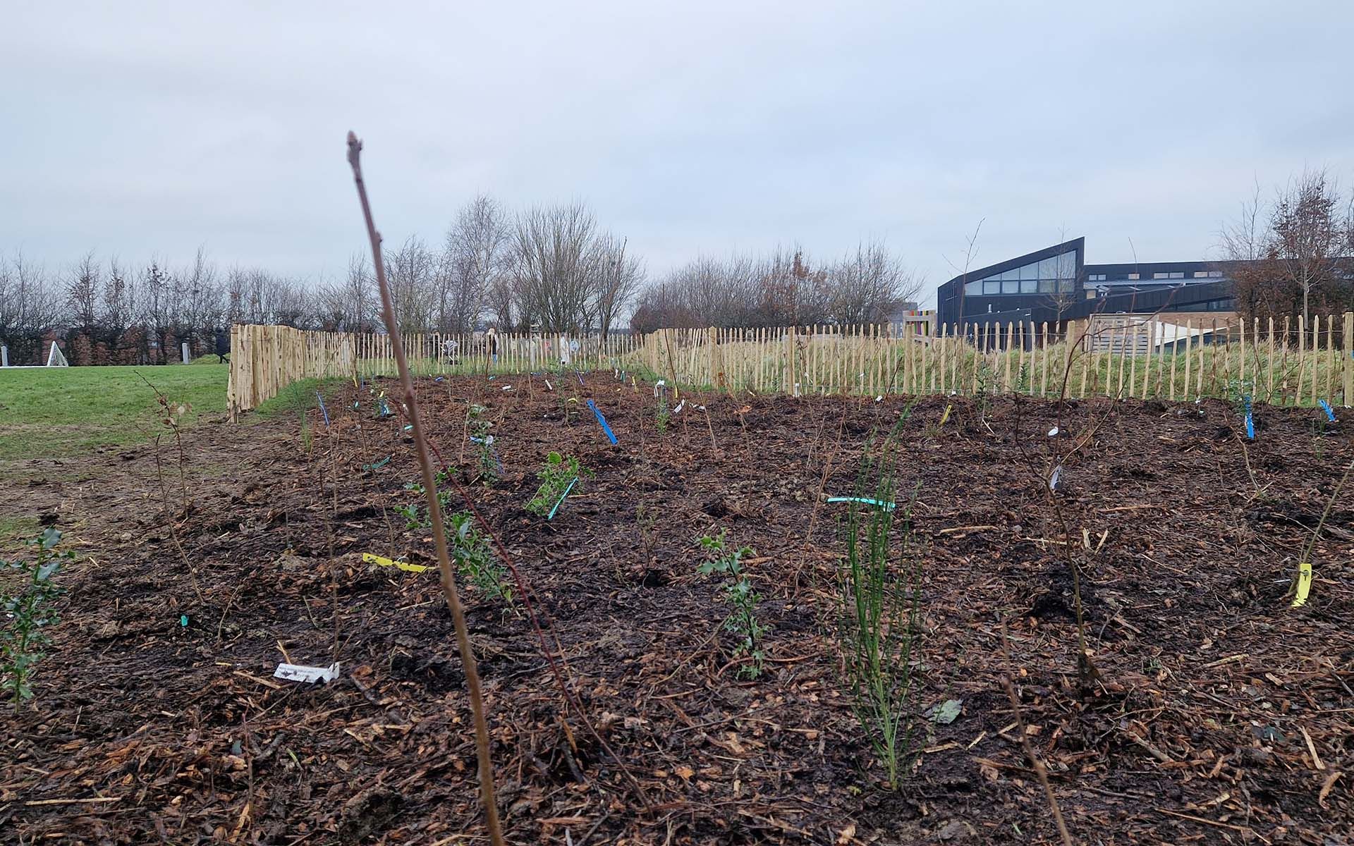 Thornhill Primary Tiny Forest site