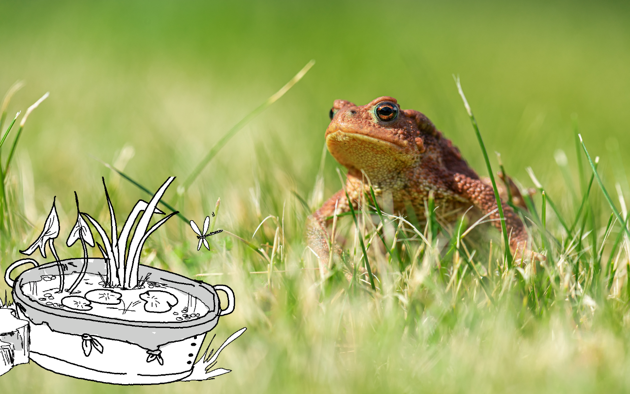 Aktion für die Natur: Frosch, der im Gras lauert