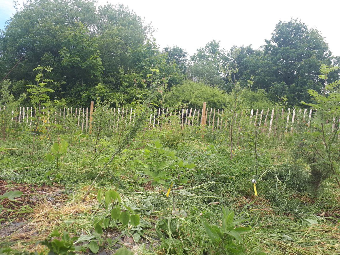 June 2022: Moseley Road Tiny Forest after 8 months of growth (Photo Credit Earthwatch Europe)