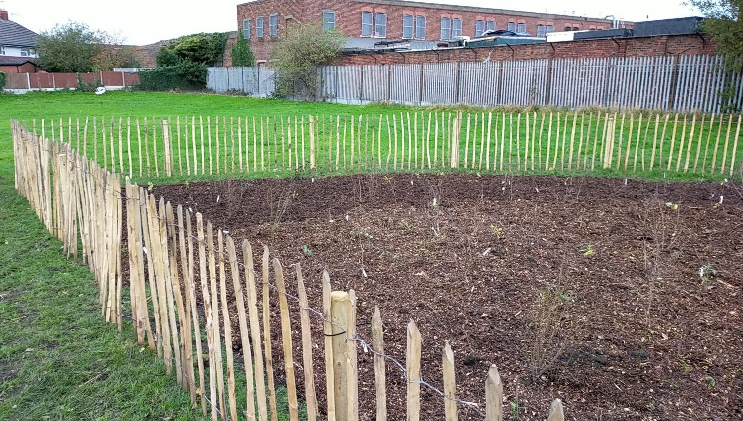 November 2021: Wirral's first Tiny Forest is planted (Photo credit Earthwatch Europe)