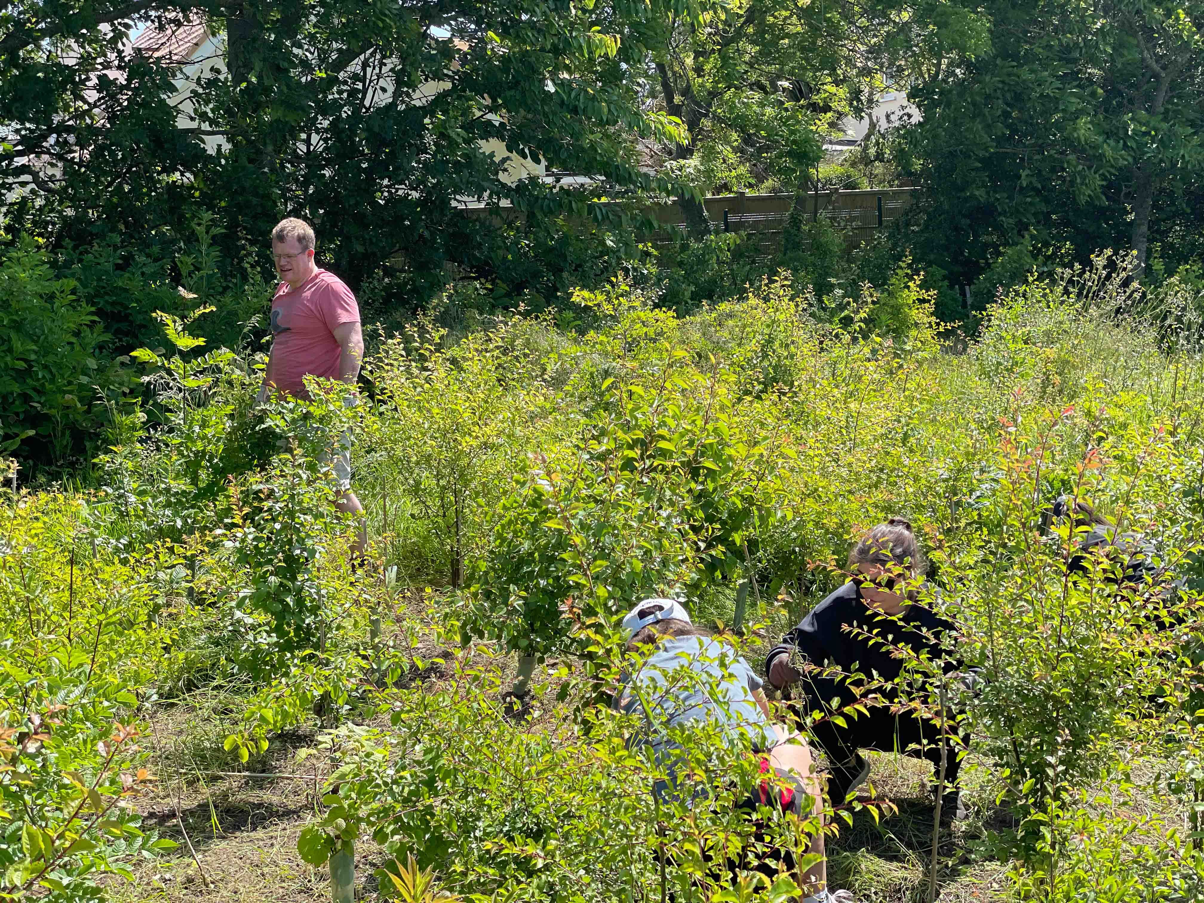 May 2023: Weeding the Tiny Forest