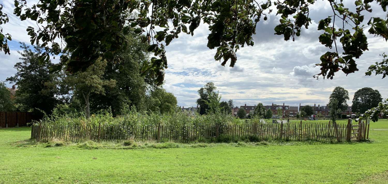 August 2023: Queen's Park Tiny Forest is growing! (Photo Credit: Earthwatch Europe)