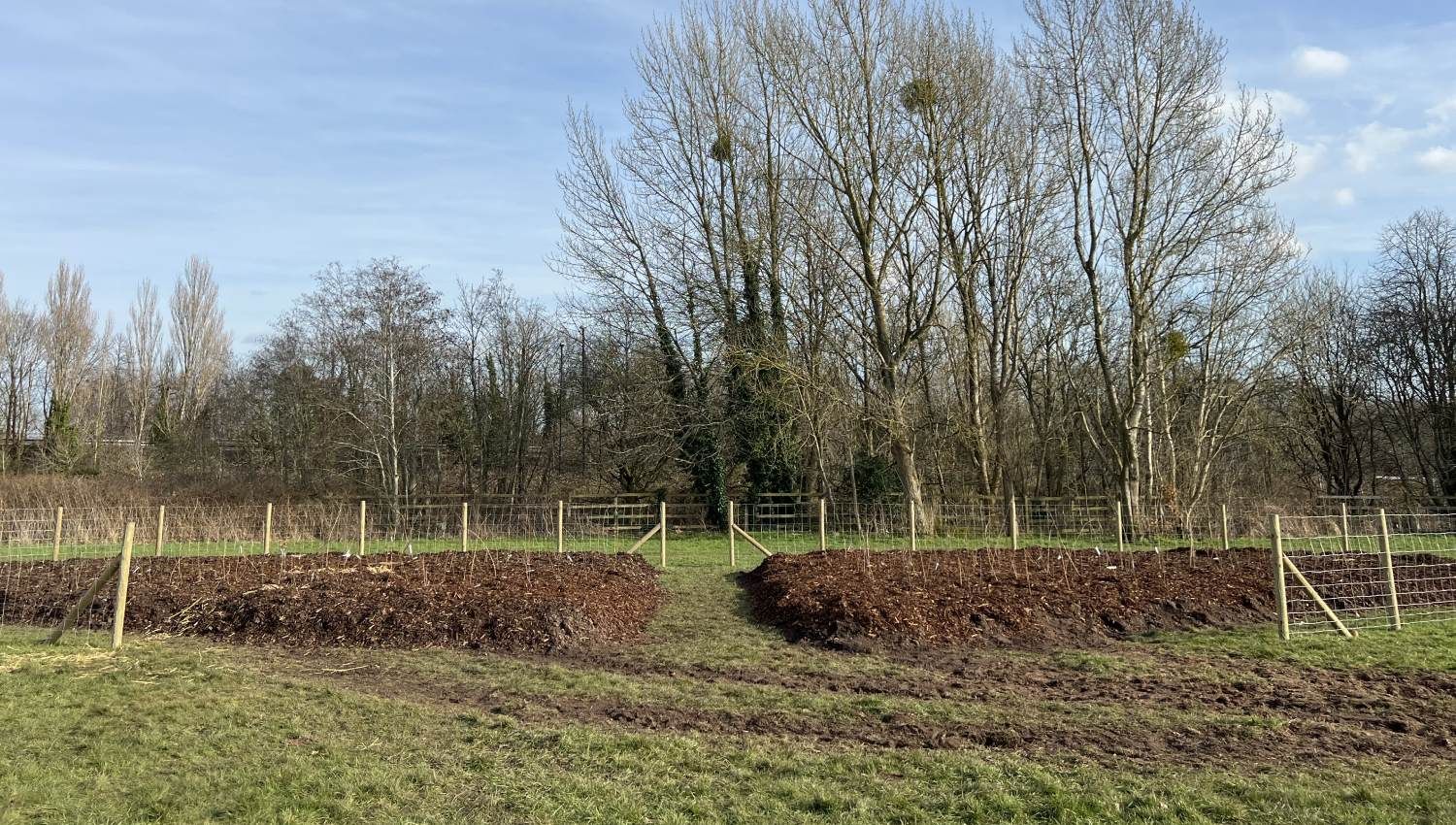 Whitley Common Tiny Forest layout