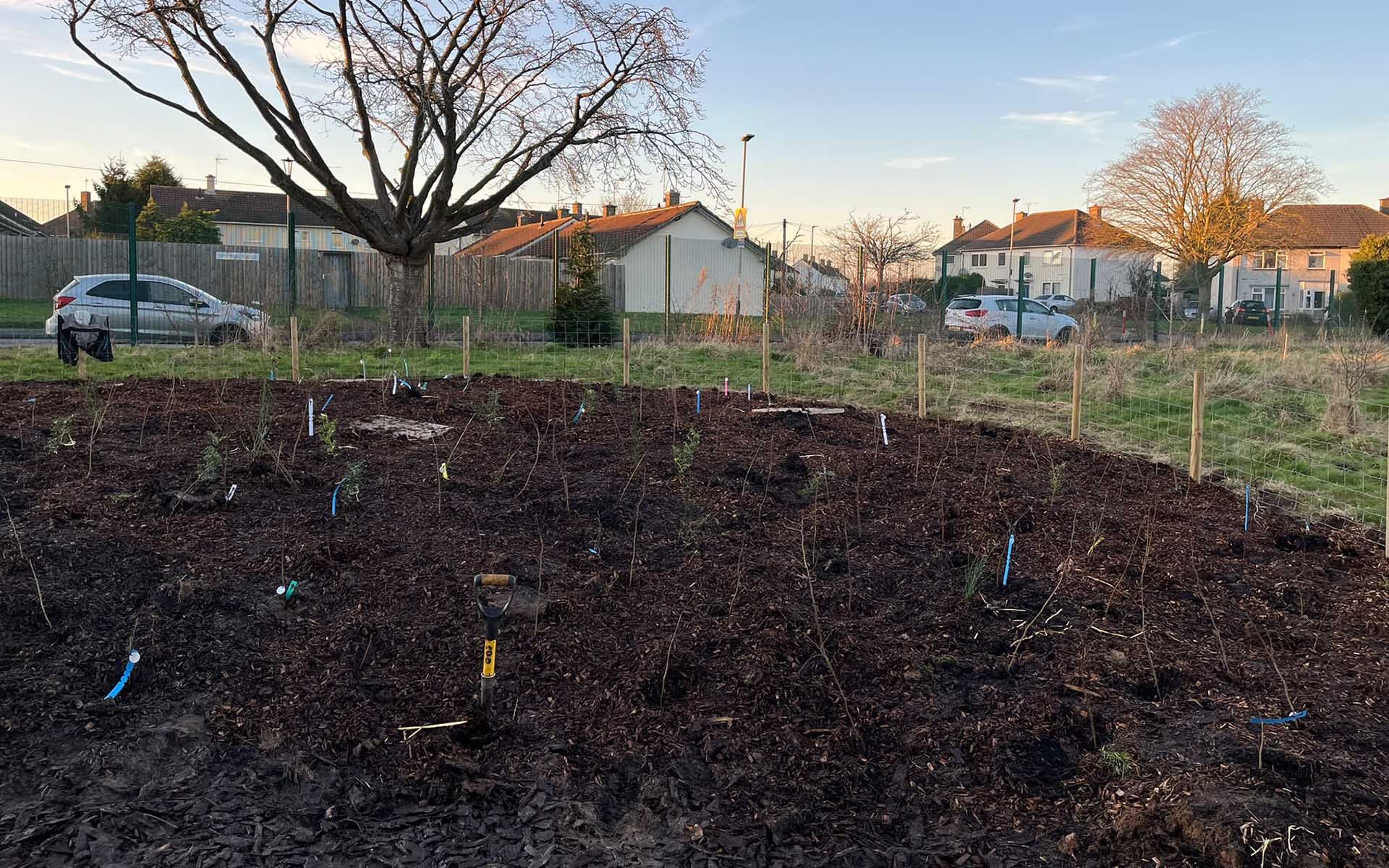 Eyres Monsell Primary School Tiny Forest site sapplings planted