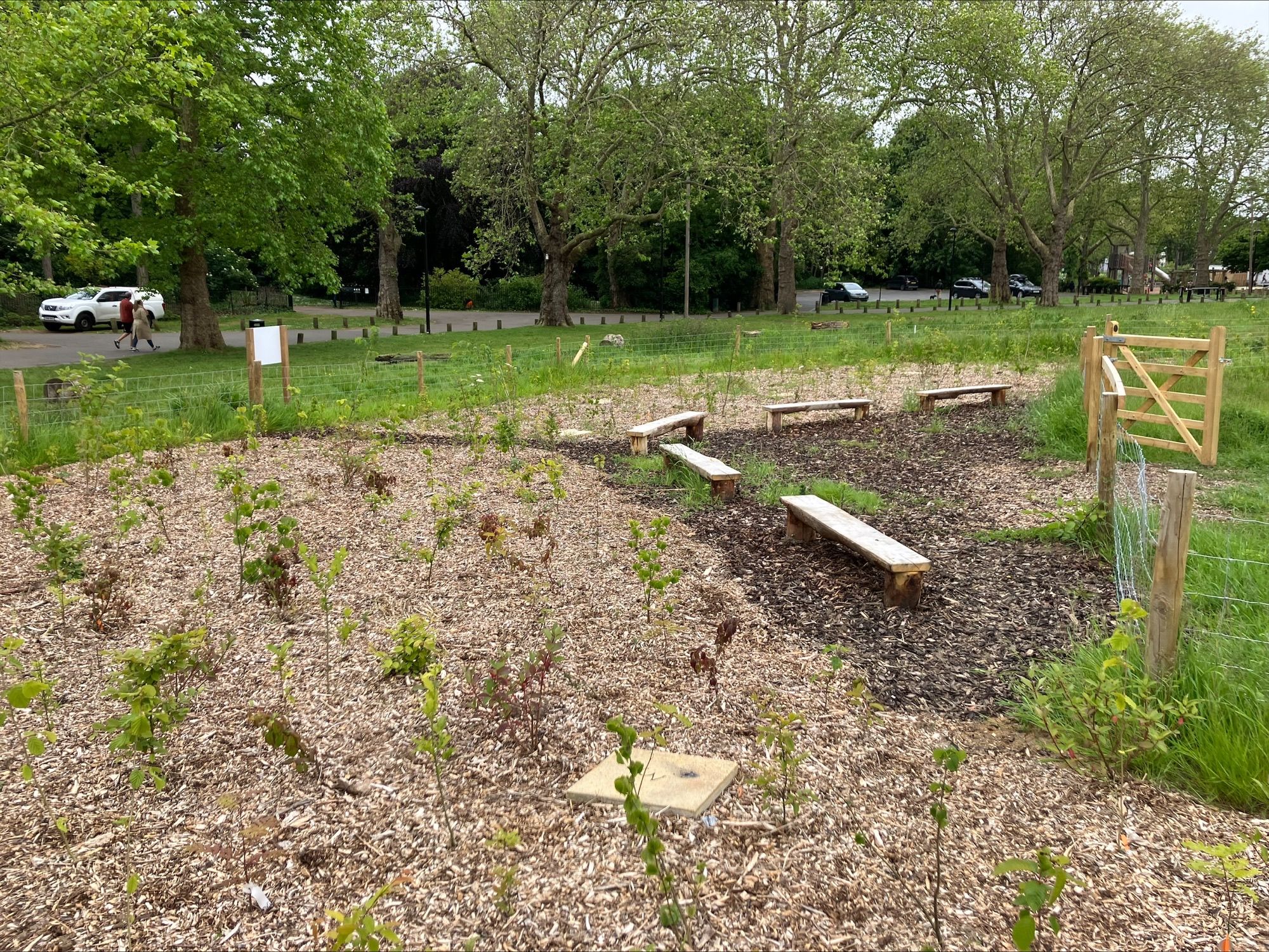 Peckham Rye Park and Common Tiny Forest. June 23 - Photo Credit Southwark Council