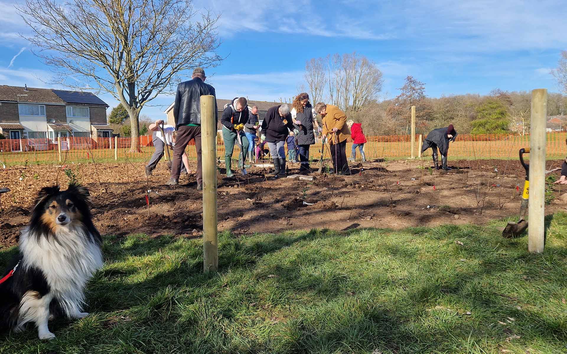 Jubilee Park Tiny Forest planting team