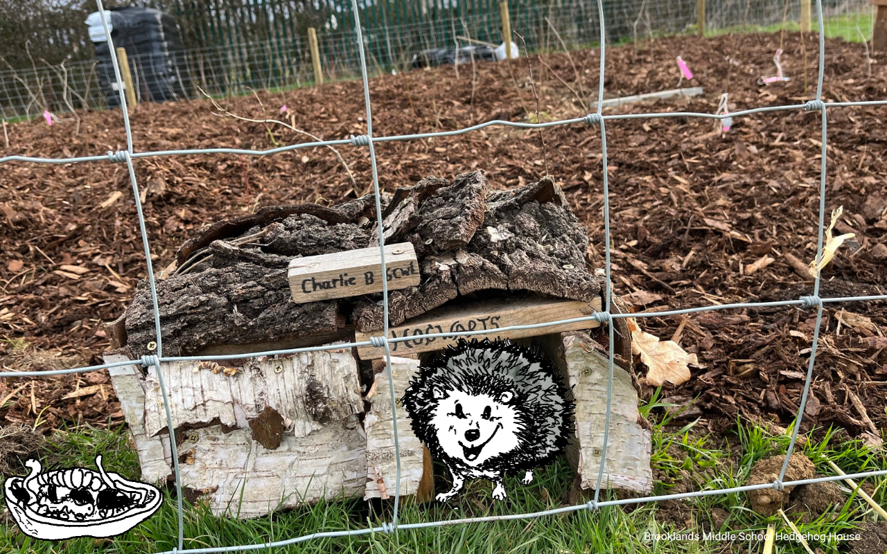 Action for nature: hedgehog house in a Tiny Forest