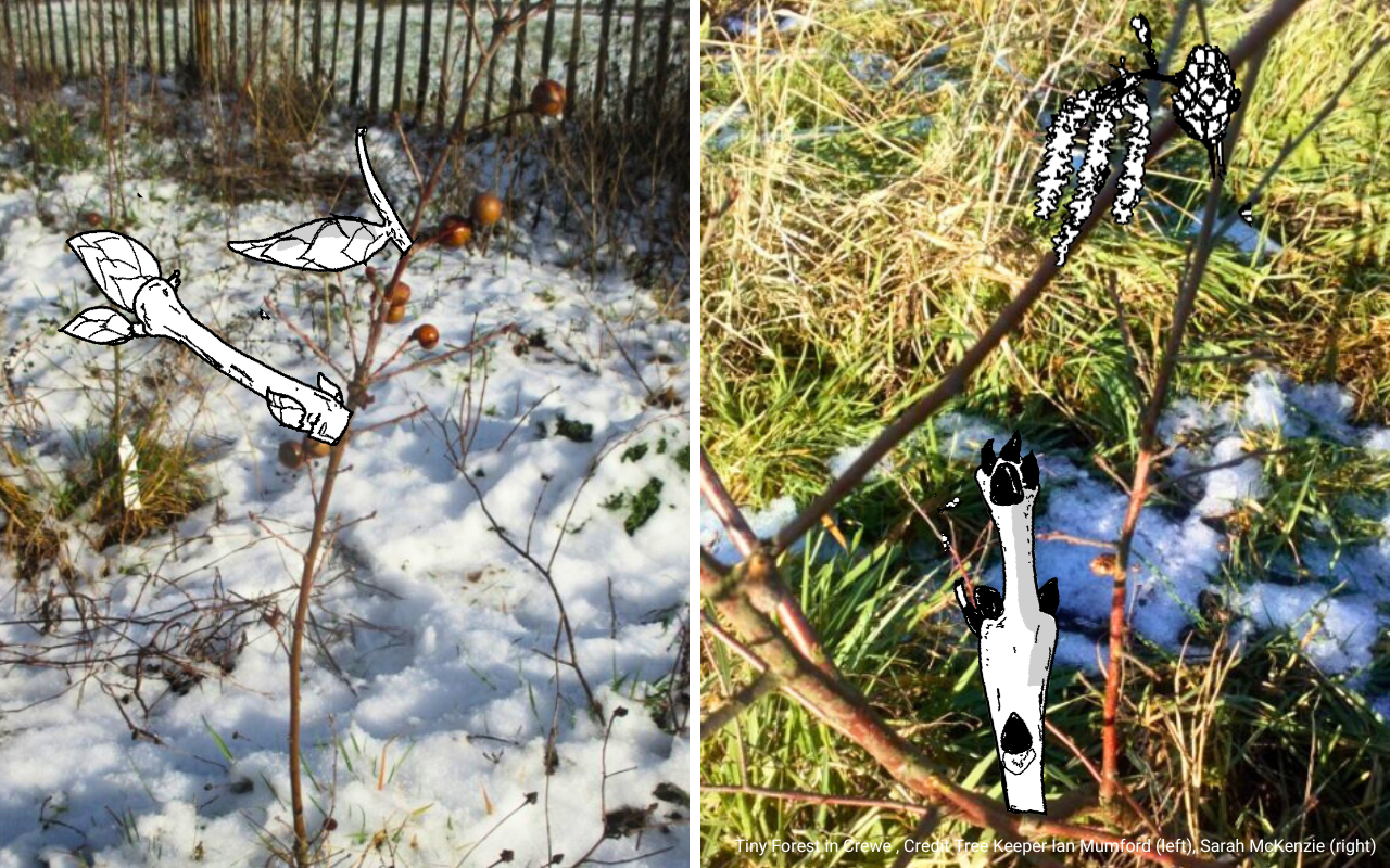 Tiny Forest Actie voor de Natuur: kale bomen in een Tiny Forest, sneeuw op de grond