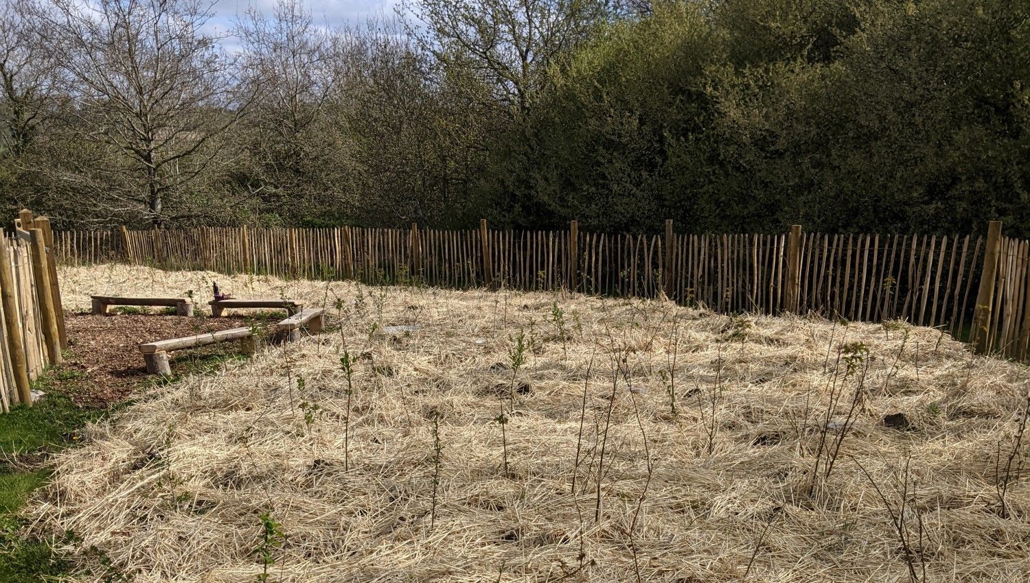 January 2021: Planted saplings (Photo credit Kerstin Timm. Foxwell Drive)