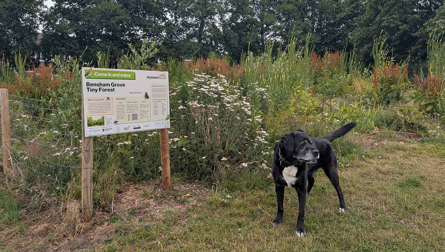 Bensham Grove Tiny Forest growth July 2025